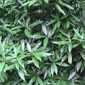 Aucuba japonica 'Longifolia' feuille P25